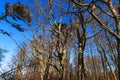 Spooky leafless trees with crooked branches