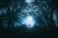 A spooky lone hooded figure in a eerie misty winter forest with a dark muted edit