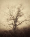 Spooky Lone Tree Landscape