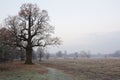 Spooky looking and old oak tree in winter with no leaves, only just visible through thick fog.