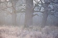 Spooky looking and old oak tree in winter with no leaves, only just visible through thick fog.
