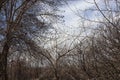 A spooky looking thicket of leafless trees in Northern Utah