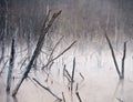 Spooky Marsh With Dead Trees