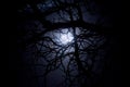 Spooky midnight moonlight Royalty Free Stock Photo