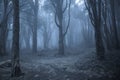 misty foggy dark forest at night