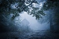Spooky misty rainy forest
