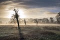 Spooky moody misty morning