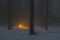 Night forest in fog with orange beam of light