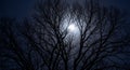 Eerie Night Scene Silhouetted Tree Against a Glowing Moon Royalty Free Stock Photo