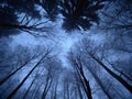 Spooky night in winter forest covered by snow. Road through forest Royalty Free Stock Photo