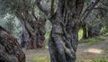 Spooky old olive trees with deformed branches and trunks Royalty Free Stock Photo