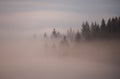 Spooky and pale autumn forest scene