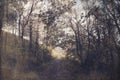 A spooky path going into a forest on a foggy day, with a blurred, abstract, grunge, vintage double exposure edit