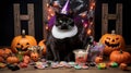 Spooky and Playful: Halloween Black Cat with Witch Hat