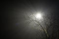 Spooky or scary light or lamp shining through foggy night and through some tree branches with leaves