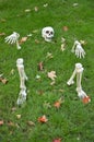 Spooky Scary Skeleton Halloween Background Fun Family Holiday