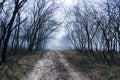 Spooky scene from a dark forest