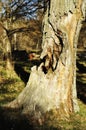 Spooky scenery of a rotten old tree in the forest. Wood anemone is a beautiful spring flower. Trees die of old age and diseases