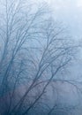 Spooky silhouettes of trees with no leafs on foggy and cold autumn morning