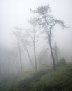 Spooky silhouettes of twisted pine trees in the mist