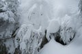 Unusual face in snow covered tree in winter scene on Mount Seymour`s Dog Mountain Hike Royalty Free Stock Photo