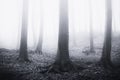 Spooky surreal misty forest with old giant trees Royalty Free Stock Photo