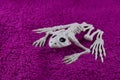 Spooky Toad Skeleton on fluffy purple background. Concept for Halloween Royalty Free Stock Photo