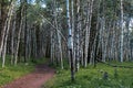 Spooky trail leading into a forest of birch trees, taken in Kananaskis Country Canada Royalty Free Stock Photo