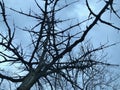 Tree and Cloudy Sky