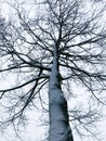 Spooky tree covered with snow in winter