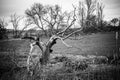 Spooky Tree field Royalty Free Stock Photo