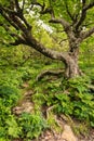 Spooky Tree Gnarled Roots Murky Forest NC Royalty Free Stock Photo