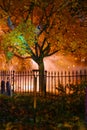 Spooky tree outside the Brandywine Cemetery