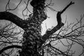 Spooky Tree In Black And White