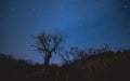 Spooky tree under you. night sky Royalty Free Stock Photo