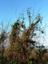 Spooky trees with creeping vine Royalty Free Stock Photo