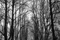 Spooky trees, a mystical backdrop for Halloween. Nightmare in the woods. Scary colorless trees at night