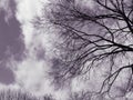 Spooky trees in sky Royalty Free Stock Photo