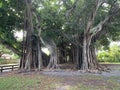 Spooky trees Royalty Free Stock Photo