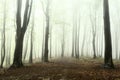 Spooky trees and trail into the forest Royalty Free Stock Photo