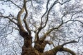 Spooky twisted branches of a Baobab Plane Tree creating interesting pattern against the bright sky. Royalty Free Stock Photo