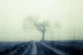 A spooky wet, path leading to a broken old tree silhoutted on the horizon. On a gloomy, foggy, winters day. With a vintage, blurre