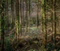 Spooky woods - strange, gloomy light before storm. Eery. Royalty Free Stock Photo