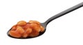 Spoon of baked beans in tomato sauce isolated on white background Royalty Free Stock Photo