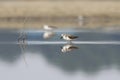 Spoon-billed Sandpiper Calidris pygmaea Cute Birds of Thailand Royalty Free Stock Photo