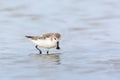 Spoon-billed Sandpiper or Critically endangered. Royalty Free Stock Photo