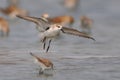 Spoon-billed Sandpiper Royalty Free Stock Photo