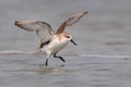 Spoon-billed Sandpiper Royalty Free Stock Photo