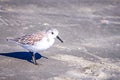 Spoon-billed Sandpiper and shorebirds at the south carolina beachVery rare and critically endangered species Royalty Free Stock Photo