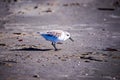 Spoon-billed Sandpiper and shorebirds at the south carolina beachVery rare and critically endangered species